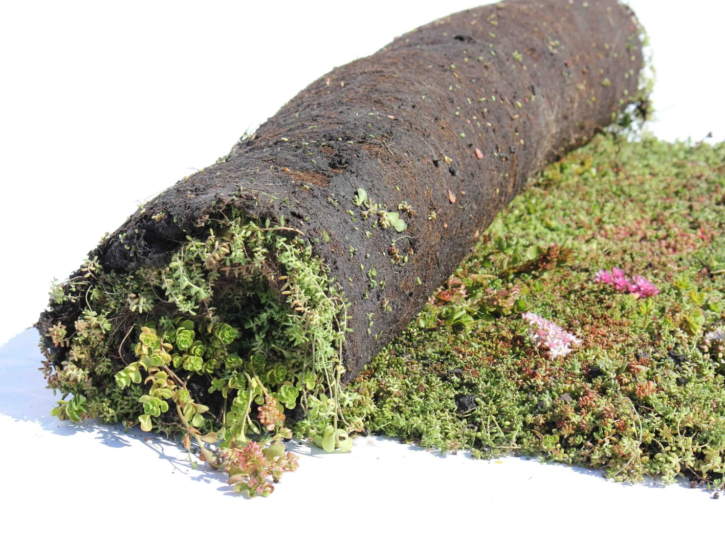 Sempergreen Sedummixmat T 060 - Afbeelding 1